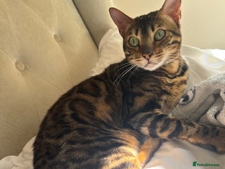 Bengal cats for sale - Advert 1