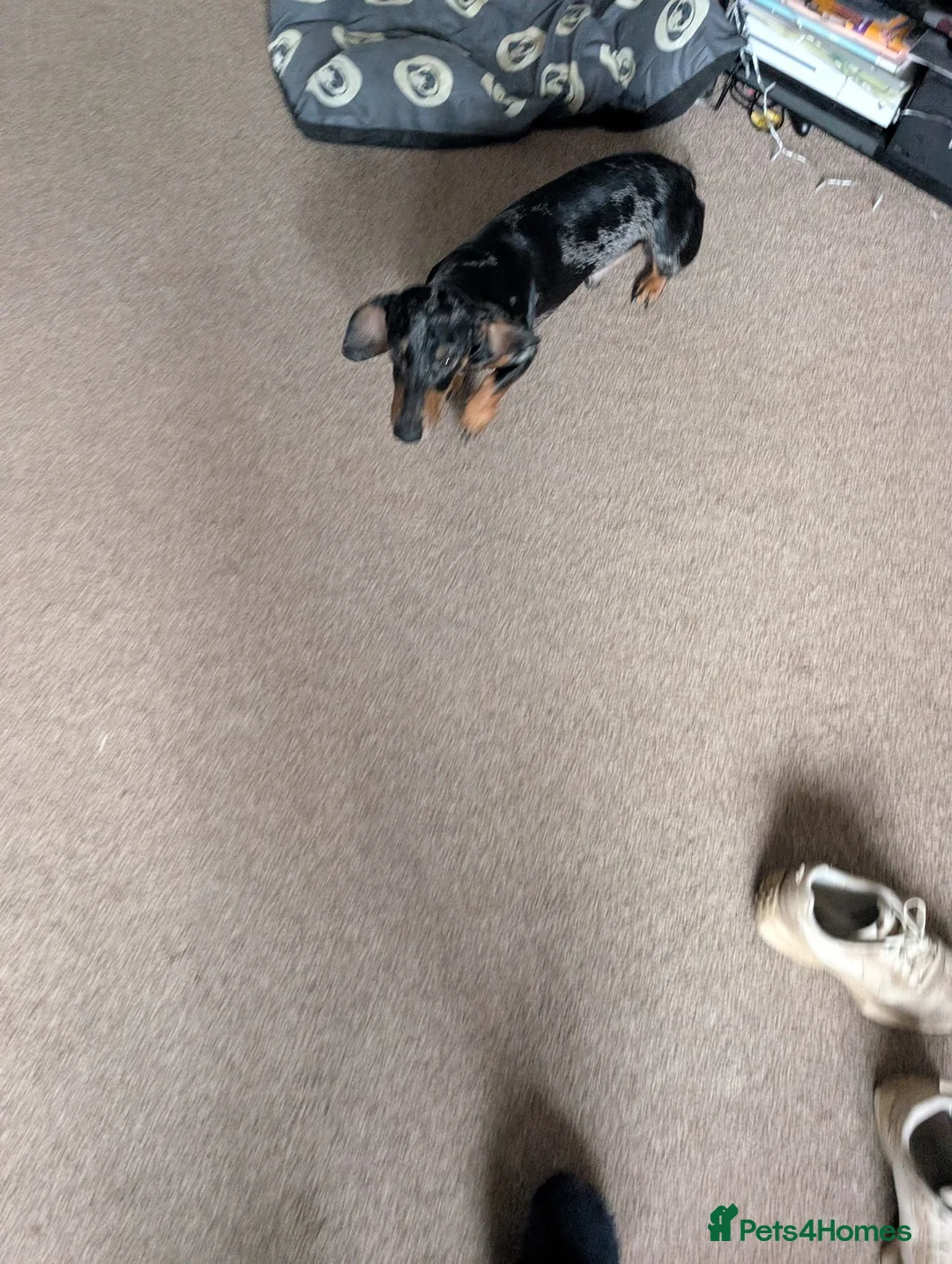 Miniature Dachshund dogs for sale: Needing a new home - Advert 2