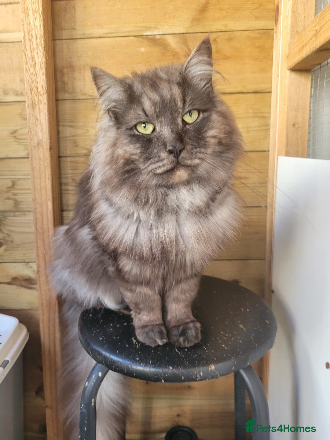 Siberian cats for sale: Fluffy, purebred, healthy Siberians come available - Advert 4