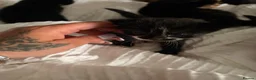 Mixed Breed cats for sale: Kittens for sale  - Advert 5