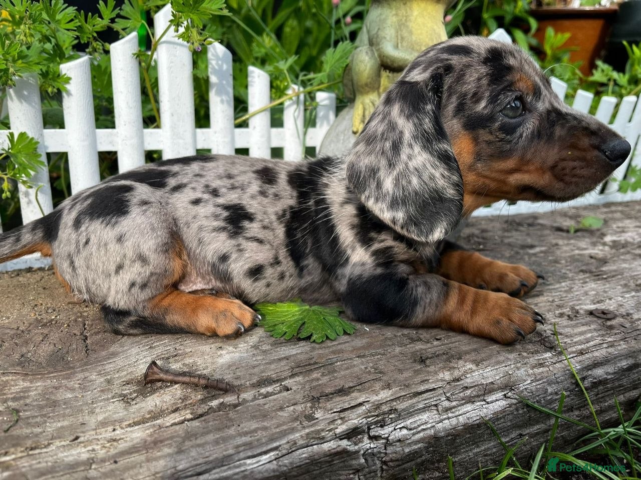 Miniature Dachshund dogs STUNNING MINIATURE DACHSHUND PUPPIES - Advert 5