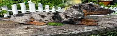 Miniature Dachshund Puppy 1