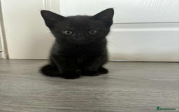 Bombay cats for sale: Two Bombay mix kittens - Image 2