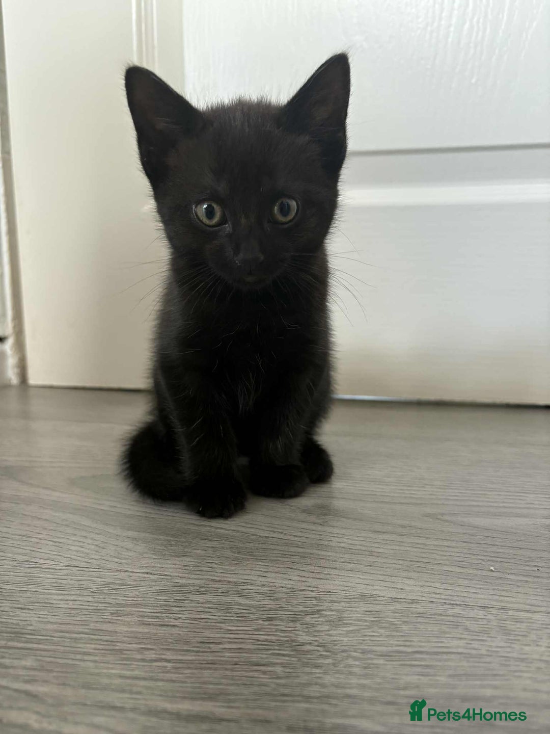 Bombay cats for sale: Two Bombay mix kittens - Image 2