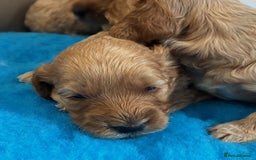 Cockapoo dogs for sale: 🌟 Beautiful F1 Cockapoo puppies 🌟 - Image 5