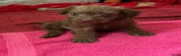 Mixed Breed dogs for sale: Patterdale crossed with Jack Russell  - Advert 4