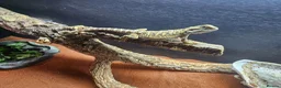 Dragon reptiles for sale: Baby bearded dragon for sale - Advert 3