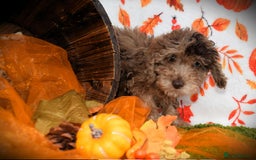 Cockapoo dogs for sale: Ready to go 10 October tiny toy cockapoos  - Image 9