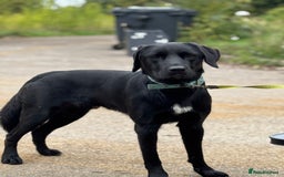 Mixed Breed dogs for sale: Shepador For Sale - Image 3