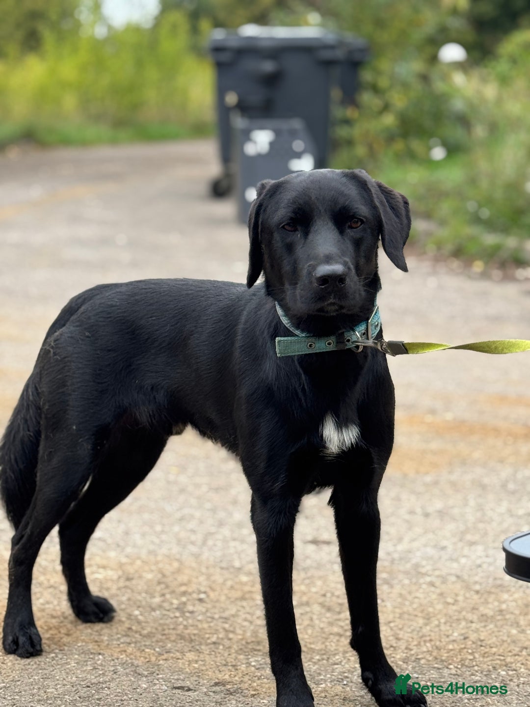 Mixed Breed dogs for sale: Shepador For Sale - Image 3