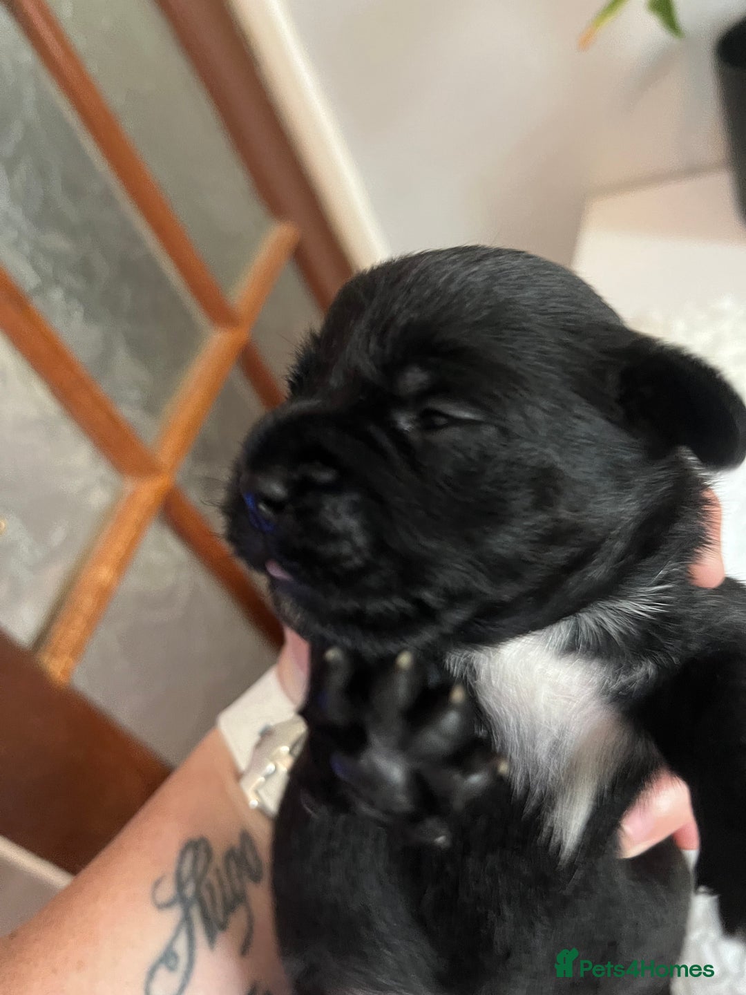Patterjack dogs for sale: Gorgeous/ Patterjack x Patterdale pups ♥️ - Image 12