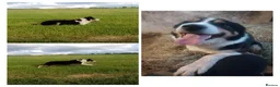 Mixed Breed dogs for sale: Lurcher pups (Collie x Whippet) - Advert 2