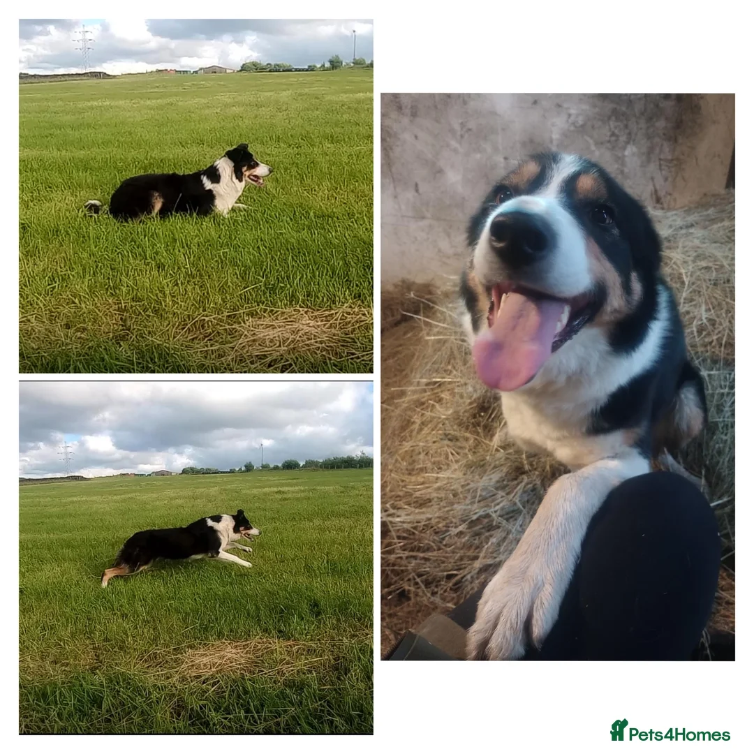 Mixed Breed dogs for sale: Lurcher pups (Collie x Whippet) - Advert 2