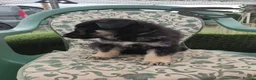 German Shepherd dogs for sale: German Shepherd Puppies  - Advert 10