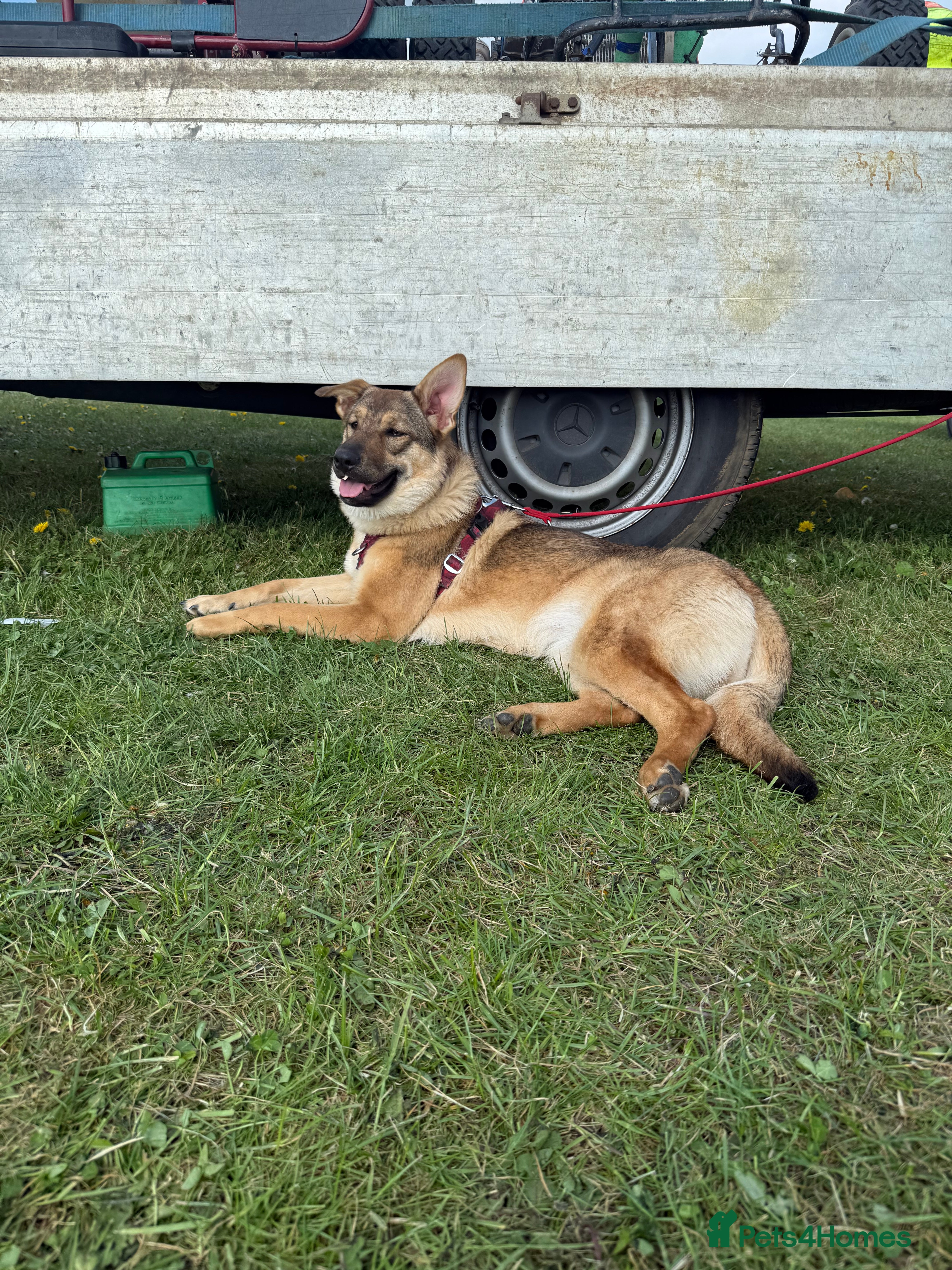 German Shepherd dogs Female German Shepherd  - Advert 1