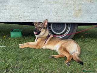 German Shepherd dogs Female German Shepherd - Advert 10