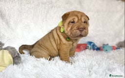 Shar Pei dogs for sale: ⭐️Quality Shar pei puppies for sale⭐️ - Image 19