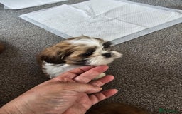 Shih Tzu dogs for sale: Shih tzu puppies  - Image 6