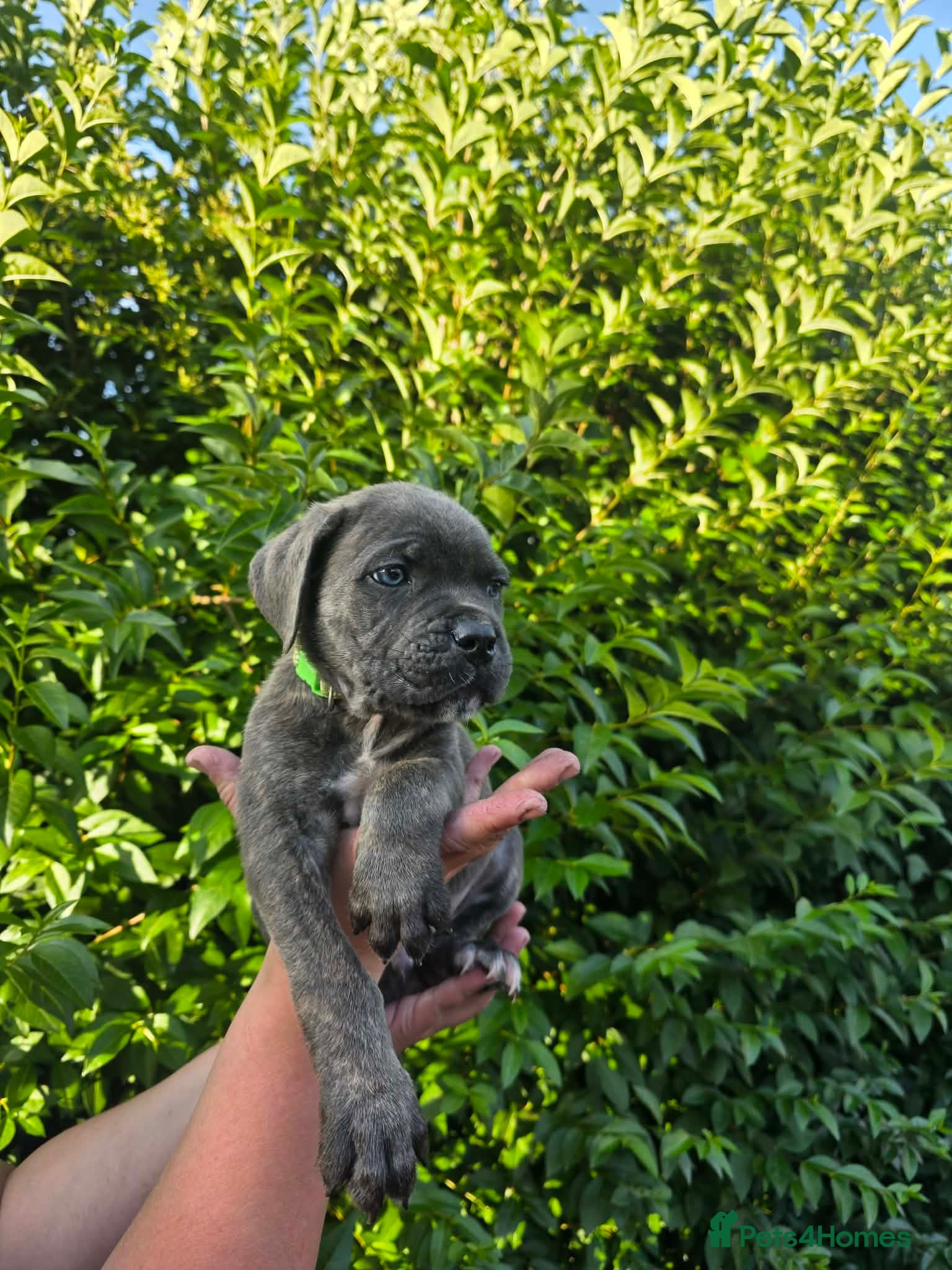Cane Corso dogs Formentino, brindle, grey cane Corsos 👀🏡❤️ - Advert 1