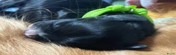 Cocker Spaniel dogs for sale: Stunning Working Cocker Spaniels  - Advert 2