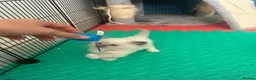 Ragdoll cats for sale: Beautiful Ragdoll Kittens  - Advert 21