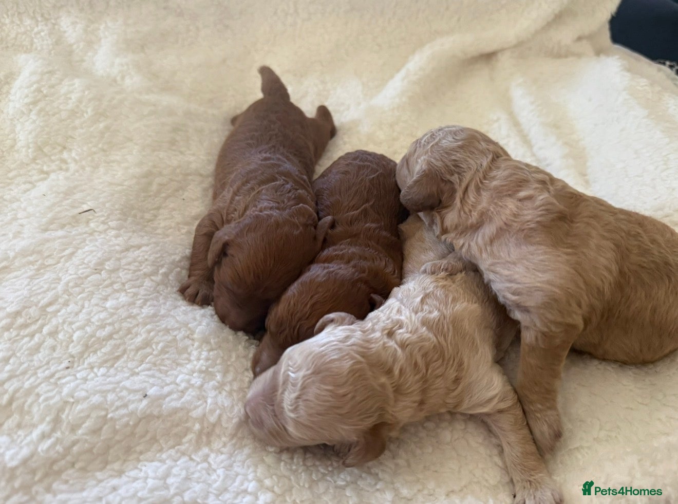 Miniature Poodle dogs Miniature poodle puppies for sale  - Advert 10