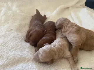 Miniature Poodle dogs Miniature poodle puppies for sale - Advert 14