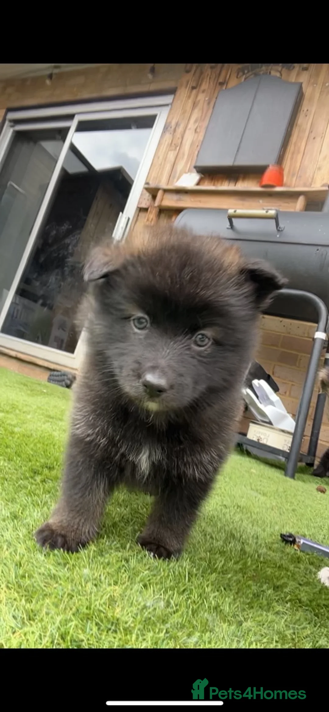 Mixed Breed dogs for sale: Pomsky X German shepherd  - Advert 1