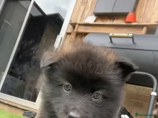 Mixed Breed dogs Pomsky X German shepherd - Advert 10