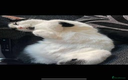 Domestic Shorthair cats for sale: Remmy and Dahlia - Image 3