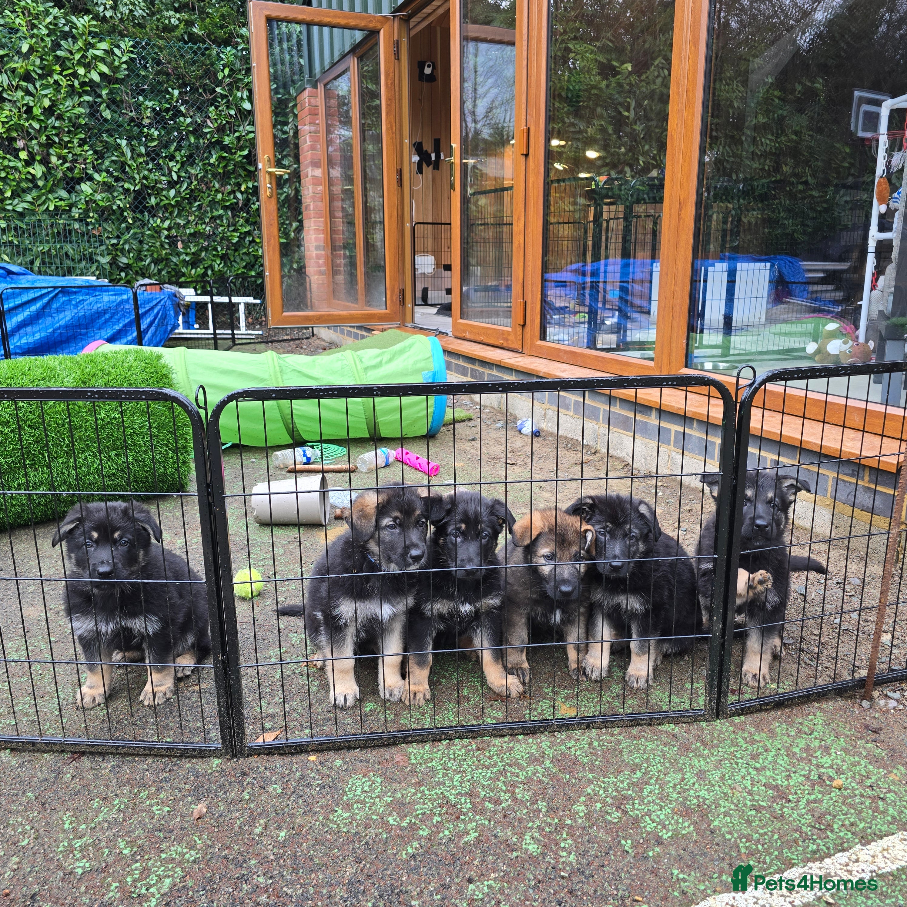 German Shepherd dogs Outstanding German Shepherd Puppies - Advert 7