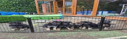 German Shepherd dogs for sale: Outstanding German Shepherd Puppies - Advert 1