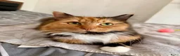 Mixed Breed cats for sale: Beautiful Kittens  - Advert 1