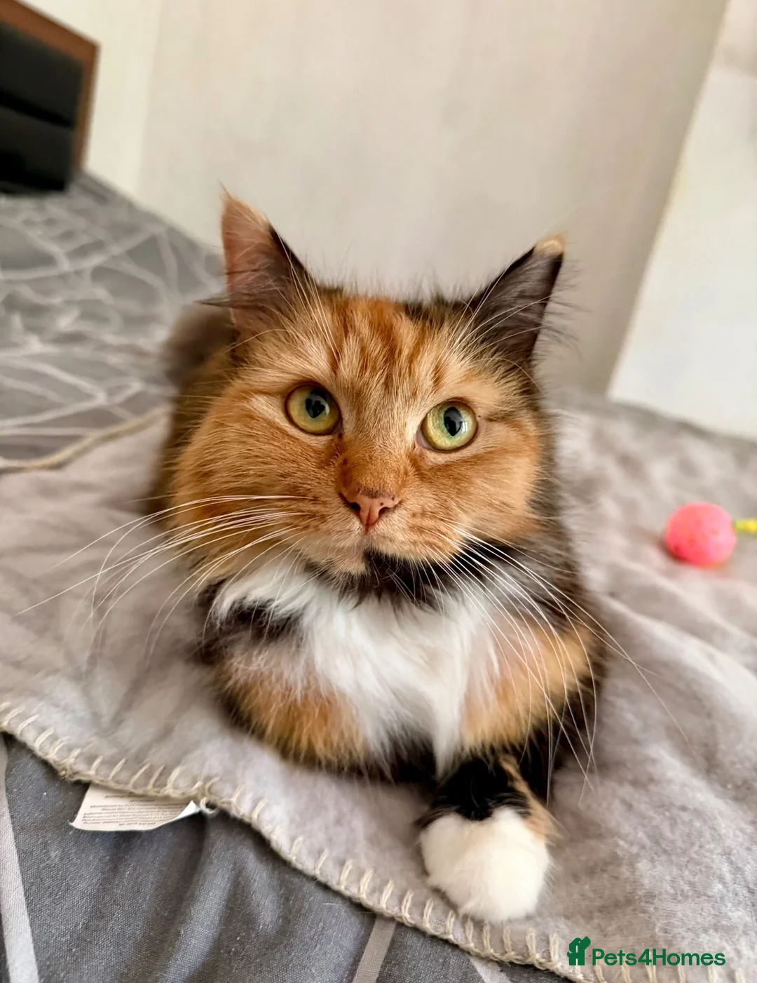 Mixed Breed cats for sale: Beautiful Kittens  - Advert 1
