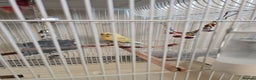 Canaries birds for sale: Lovely Cannary and budgie for sale - Advert 2