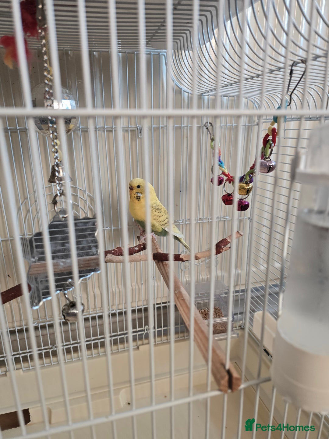 Canaries birds for sale: Lovely Cannary and budgie for sale - Advert 2