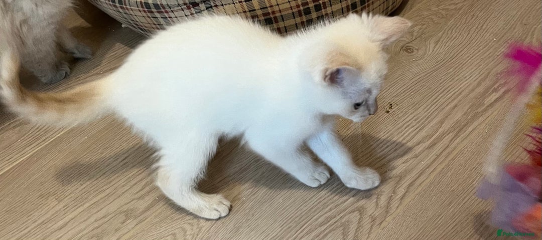 Ragdoll cats for sale: Ragdoll x Persian kittens  - Image 8