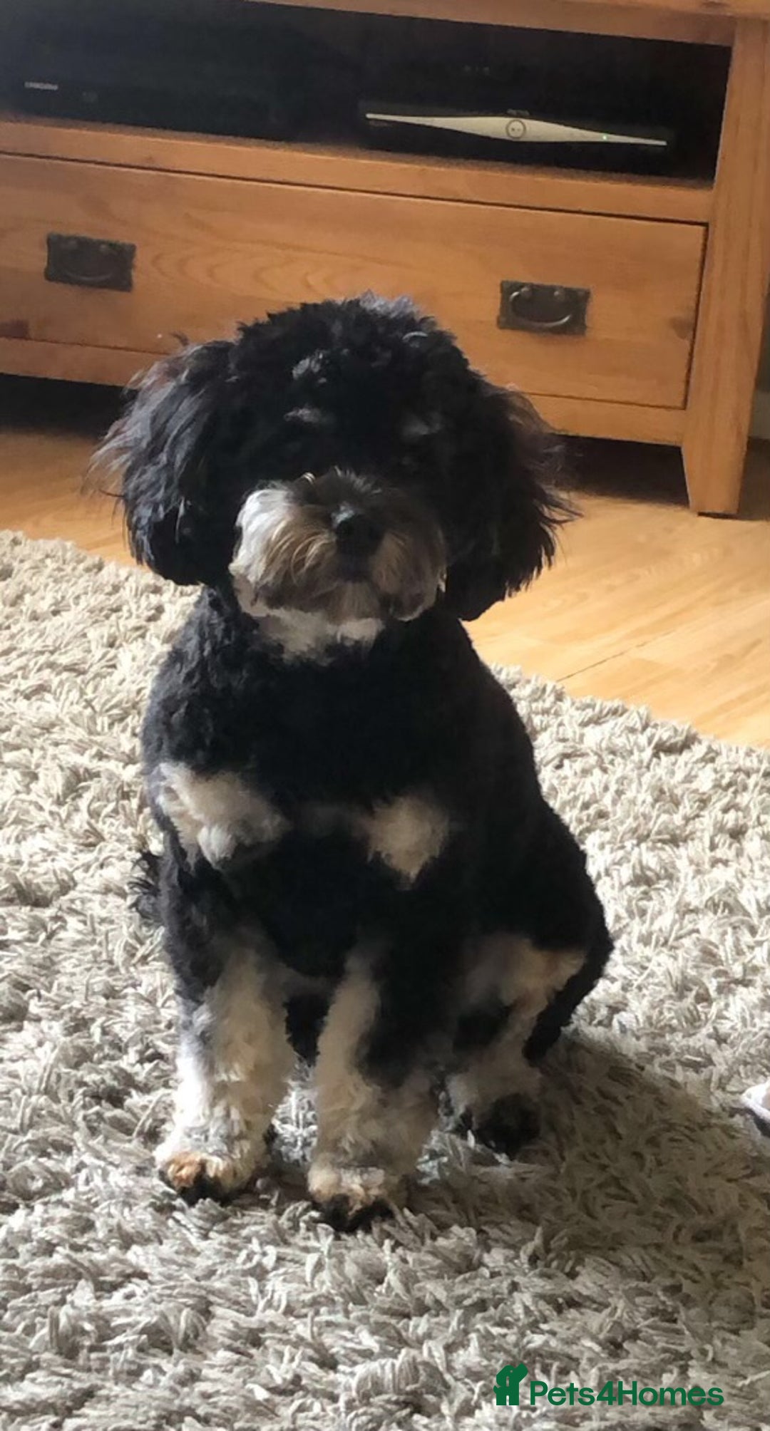 Cavapoo dogs for sale: F1b cavapoo puppies - Advert 18