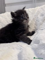Maine Coon cats 🌟🌟Beautiful Maine Coon kittens 🌟🌟🌟 - Advert 11