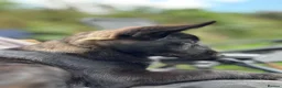 German Shepherd dogs for sale: Black Sable German Shepherd Puppy Ready Cornwall - Advert 17