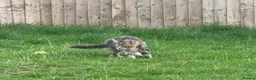 Maine Coon cats for sale: Beautiful Maine Coon Kittens – Born 19 June 2026 - Advert 4