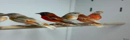 Finches birds for sale: Red siskins - Advert 4
