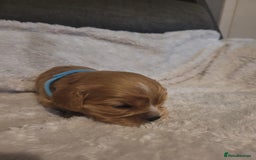 Cavalier King Charles Spaniel dogs for sale: Cavalier king charles pups - Image 11