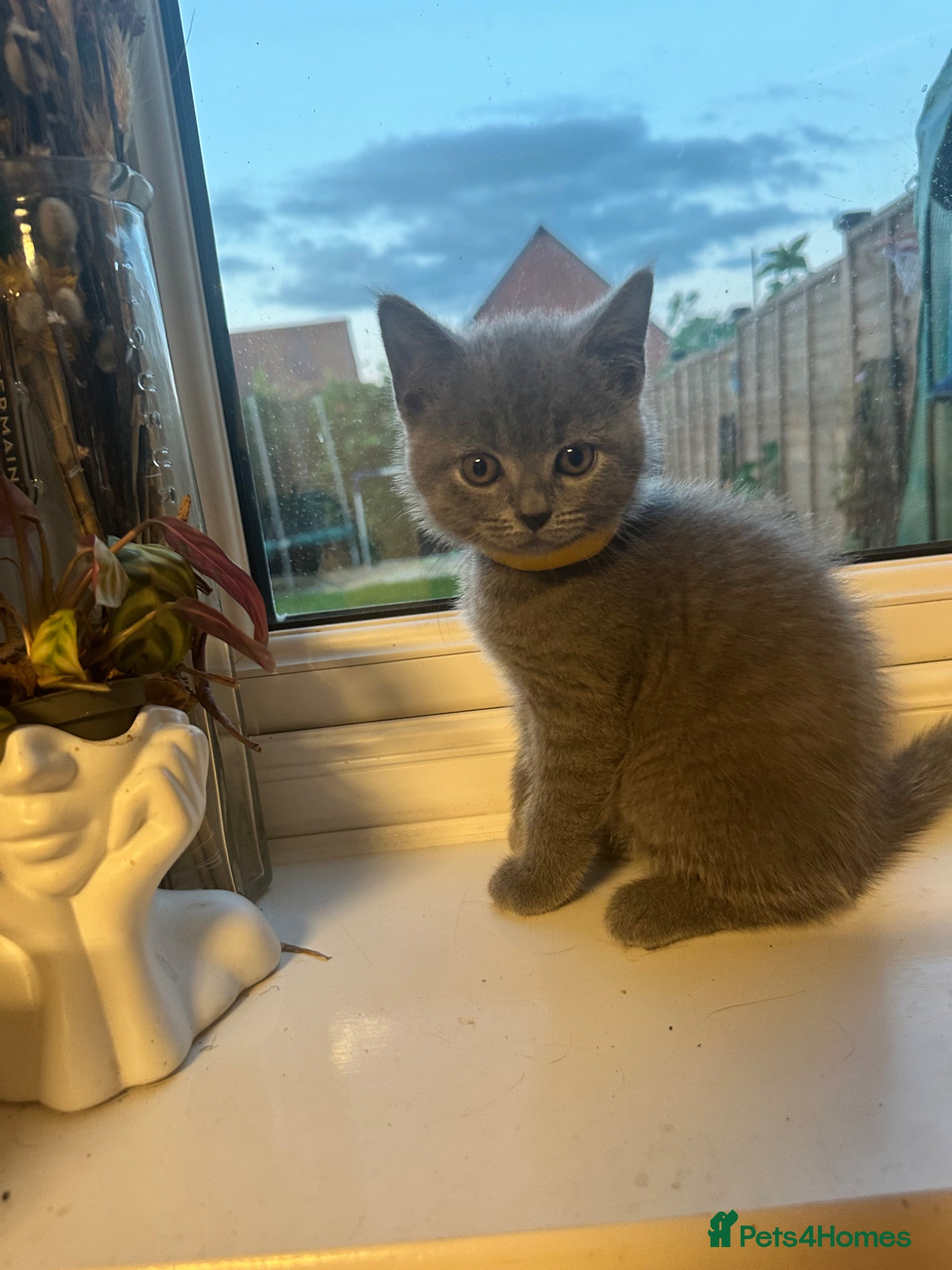 British Shorthair cats 🐾 Stunning British Blue ShortHair Kittens 🎁🐣 🐾 - Advert 1