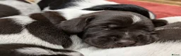 German Wirehaired Pointer dogs for sale: German Wirehaired Pointer Puppies in Ludlow - Advert 6