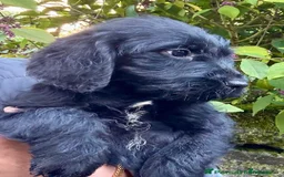 Labradoodle dogs for sale: Fully Vaccinated, Lab x Australian Labradoodles  - Image 9