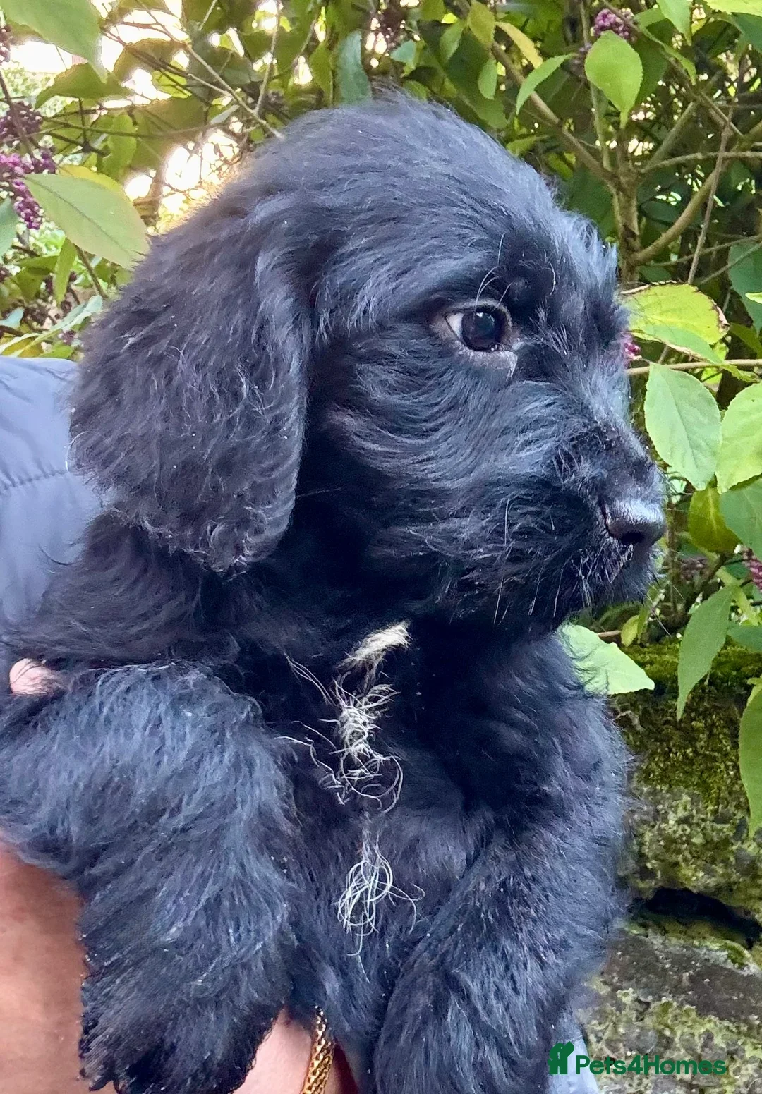 Labradoodle dogs for sale: Fully Vaccinated, Lab x Australian Labradoodles  - Image 9