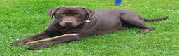 Labrador Retriever dogs for sale: Exceptional KC Reg Chocolate Labrador Puppies  - Advert 17