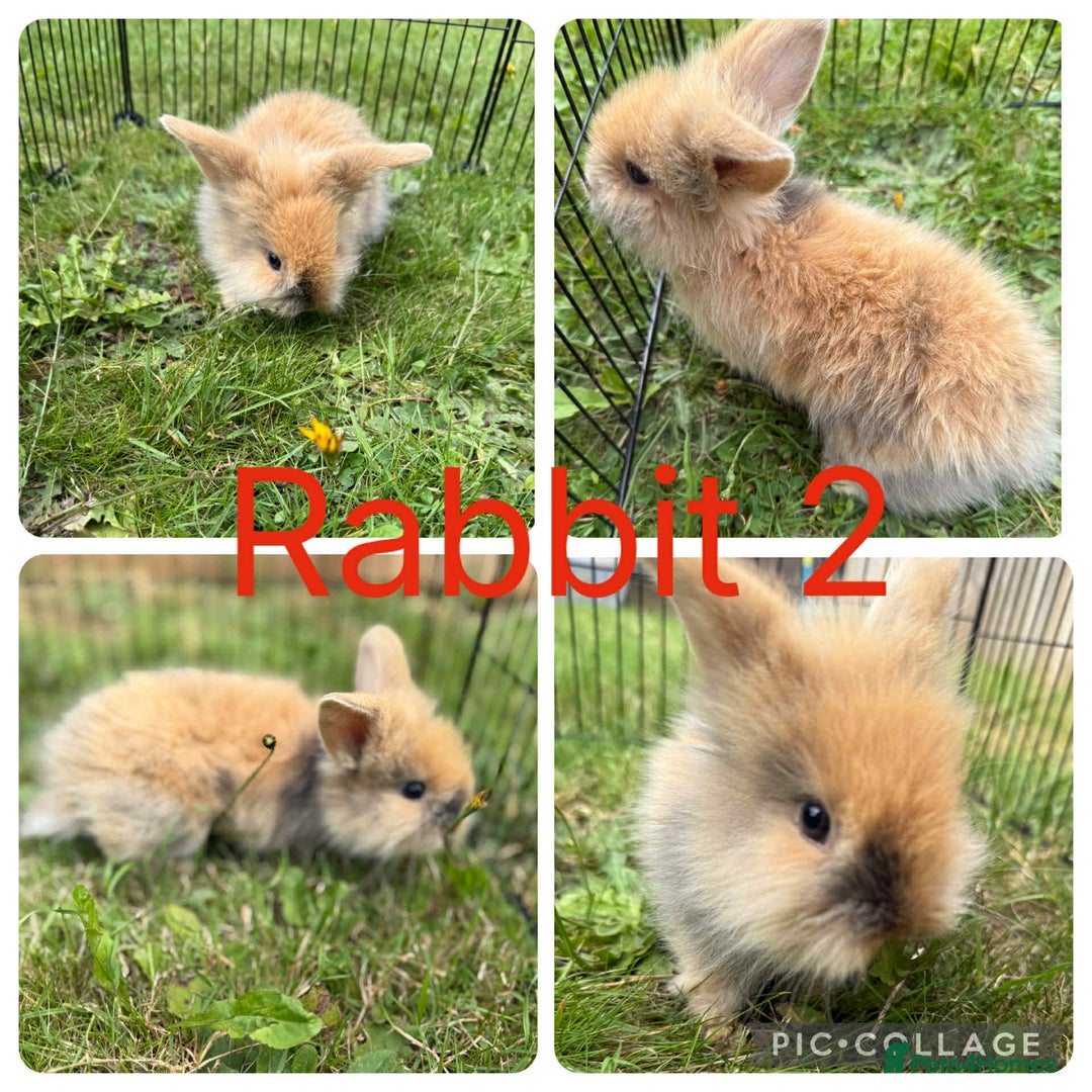 Mixed Breed rabbits for sale: 5 baby lionhead lops for sale  in Nottingham - Image 2