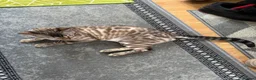Bengal cats for sale: Snow Lynx Bengal Male kitten - Advert 1
